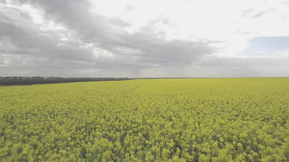 Cloudy Weather And Rapeseed Field