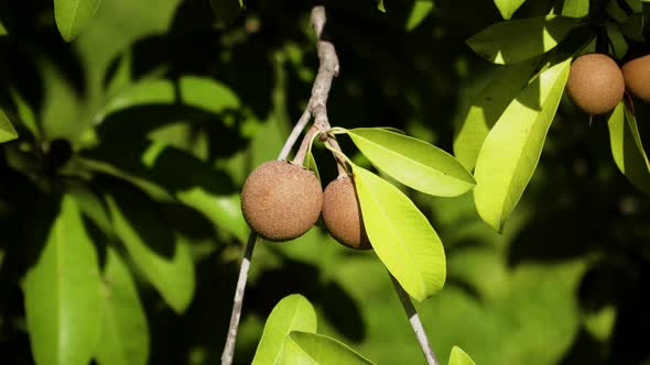 Sapodilla Fruit on Tree