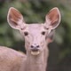 sambar deer in forest - VideoHive Item for Sale