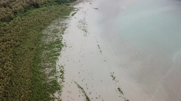 Aerial view mangrove trees at coastal 