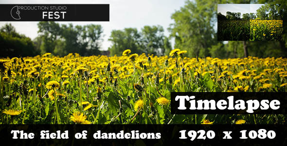 The Field Of Dandelions