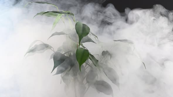 Smoke on a Ficus in a Pot on a Black Background