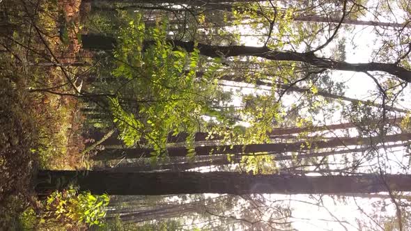 Vertical Video of an Autumn Forest During the Day in Ukraine