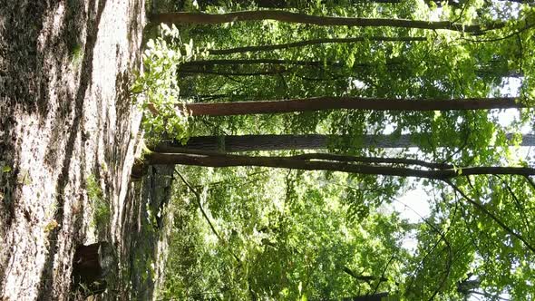 Vertical Video of a Summer Beautiful Forest in the Afternoon