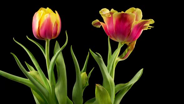 Timelapse of Red Tulips Flowers Opening