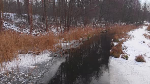 Ducks Frozen Pond