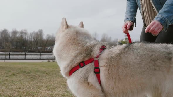 Walk with Dog in City. Owner Walk with Dog Enjoying Outdoors During Pandemic. Big White Dog on Red