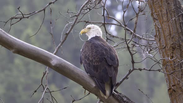 Bald Eagle taking flight from tree branch in Idaho