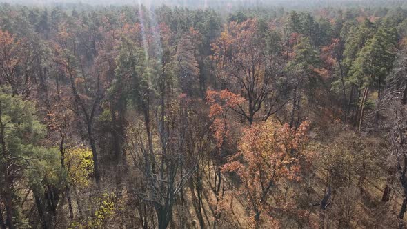 Forest with Trees in the Fall