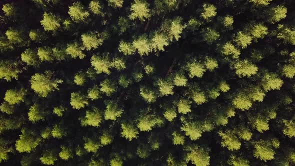 Eucalyptus plantation, drone, aerial view, general plan, bird's eye