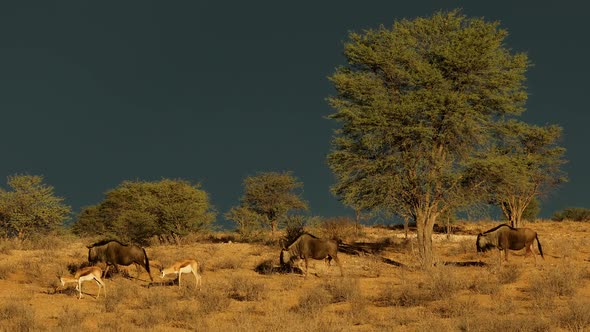 Wildebeest And Springbok Antelopes Against A Dark Sky