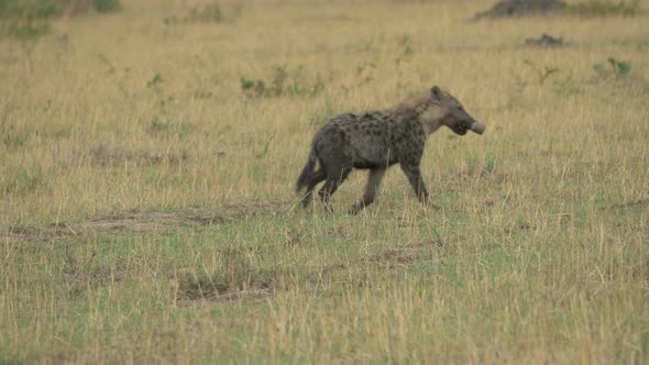 Spotted hyena carrying a zebra leg