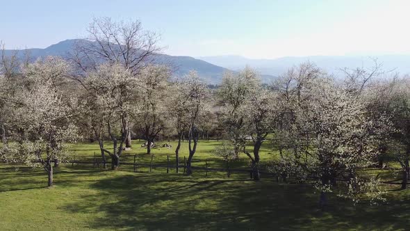 Aerial Shot Of Vegetation And Trees In The Spring V6