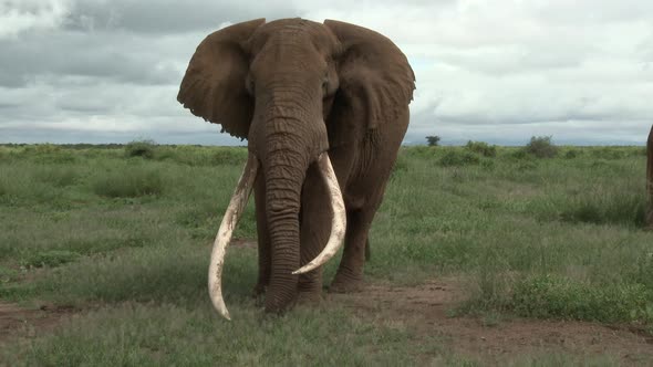 African Elephant (Loxodonta africana) tilt shot of big bull "Tusker" with huge tusks, eating, in the