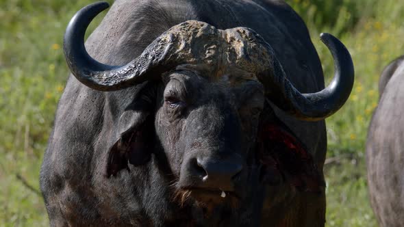 An African Buffalo Looking At The Camera While Standing At The Grassland In Kruger National Park, So