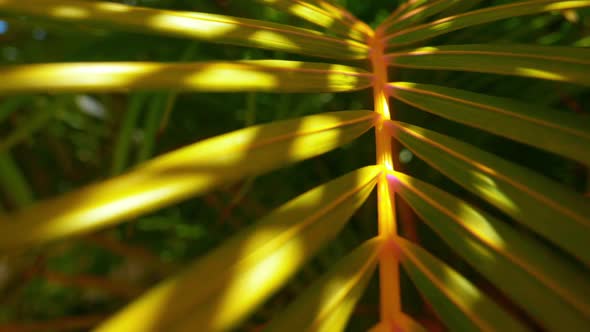 Optical Zoom Shot of a Foxtail Palm Tree and its Stem