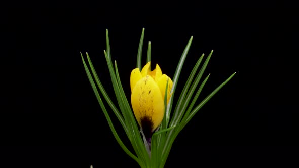 Timelapse of Growing Yellow Crocus Flower