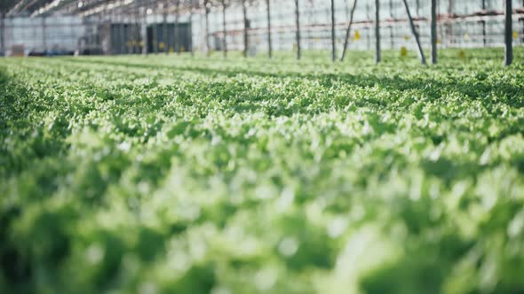 Sunny Day in a Greenhouse Growing Lettuce Closeup Shallow Depth of Field Sun Glare