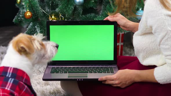 A girl shows a dog in a red shirt a laptop with a green screen under a Christmas tree.