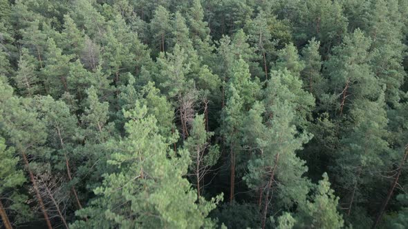 Natural Landscape in the Forest During the Day