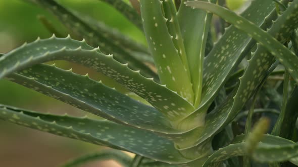 Aloe Vera Plant 30