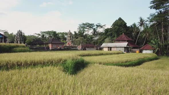 Fly over rice terraces. Rainforest in Indonesia. Palm trees and trees around the rice terraces. Jung