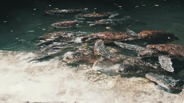 People Algae Feeding Giant Sea Turtles in Baraka Natural Aquarium Zanzibar