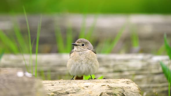 Black Redstart