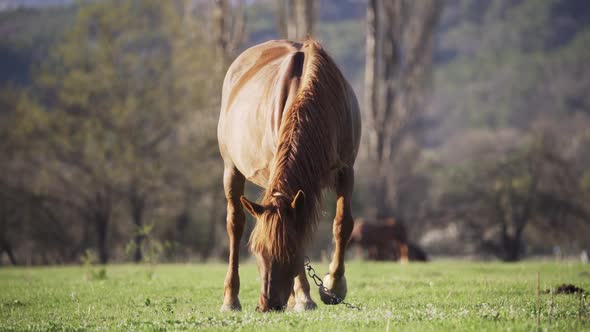 A Horse is Grazing a Red Horse is Grazing A Beautiful Horse is Eating Grass the Horse is Eating