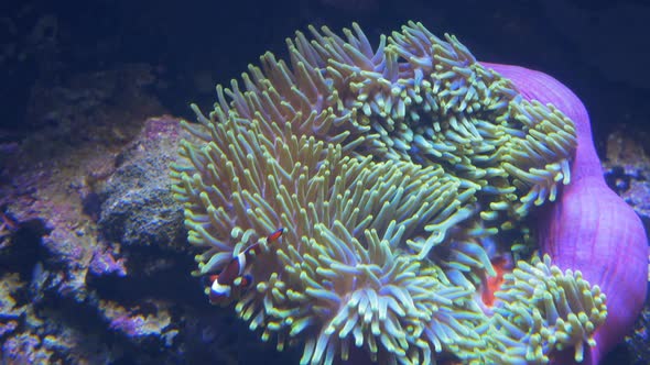 two orange percula clownfish and host anenome