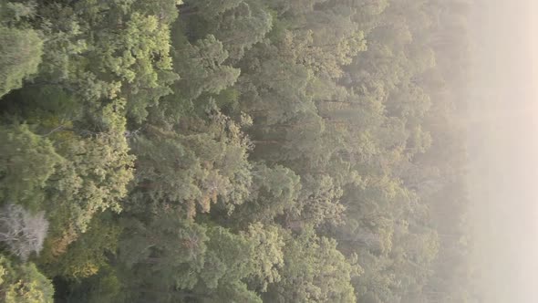 Vertical Video of a Green Forest on a Summer Day