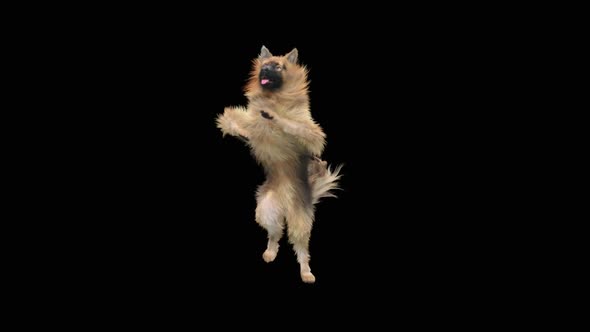 Dog Dance HD