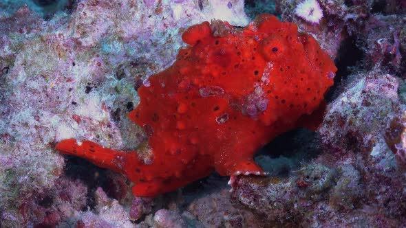 red warty frogfish (Antennarius macuatus0 sitting on coral rocks