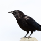 Crow Sound Effect