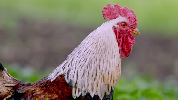 Closeup Portrait of a Rooster