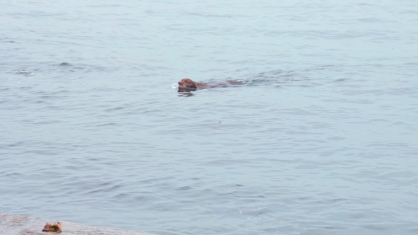 Dog swimming