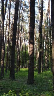 Vertical Video of Forest with Pine Trees in Summer