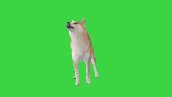 Shiba Inu Red Dog Performs Command on a Green Screen, Chroma Key.