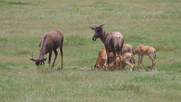 Herd of Common tsessebe on the savanna 