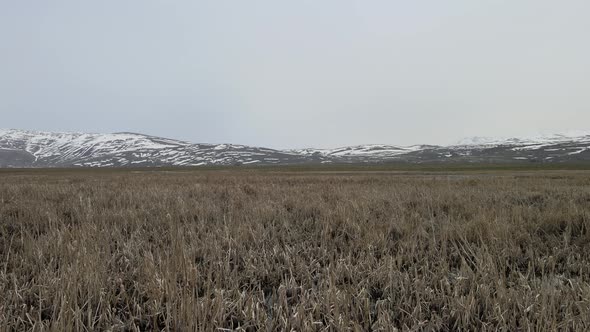 plants fields winter swamp