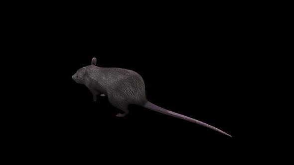 Brown Rat Walk Top Angle Back View alt