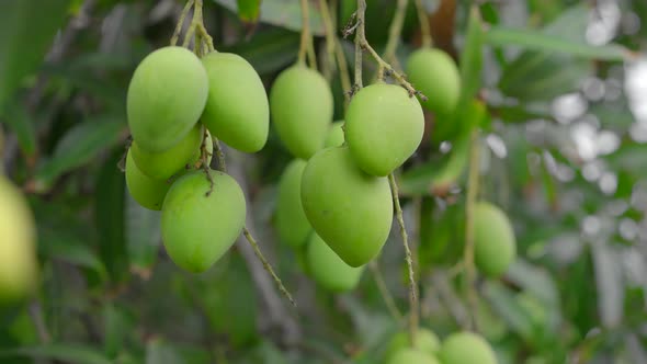 A Lot of Green Mango Fruits Hang on a Tree in the Garden. Harvesting. Close To Nature