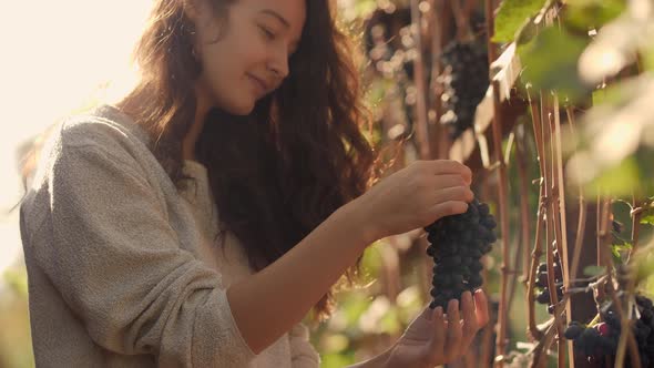 Young Woman Picking Grapes on the Vineyard During the Vine Harvest, on a Lovely Sunny, Autumn Day