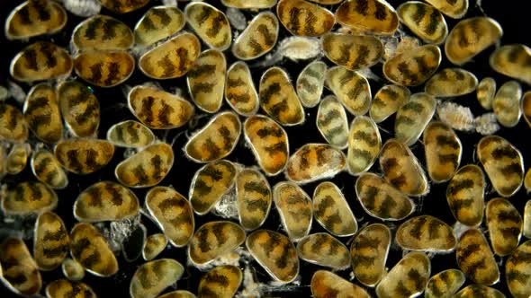 Crustacea Ostracoda Under the Microscope, Family Cyprididae, Colony.