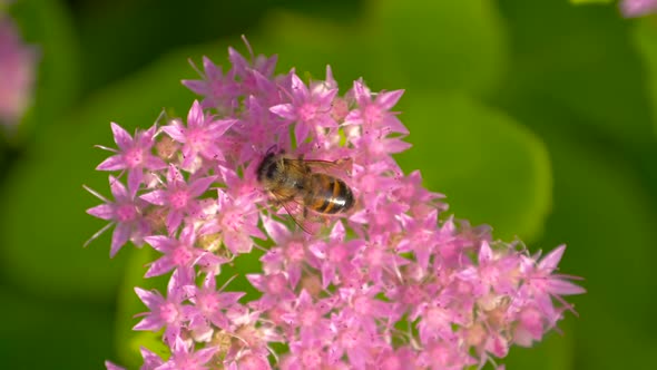 Bee Collects Nectar on Pink Flower