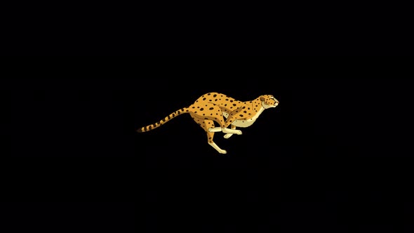 Running cheetah 4K alpha matte