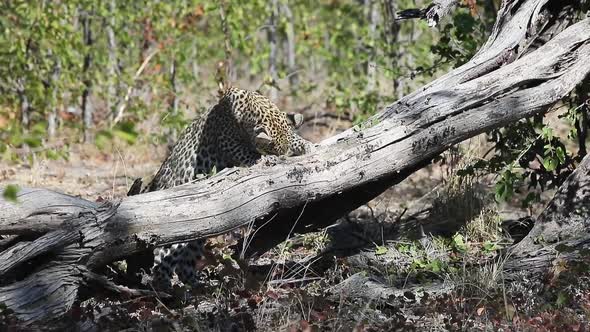 African Leopard claws at dead tree, trying to get a small prey animal