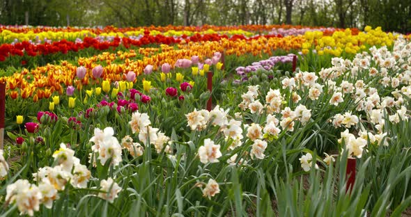 Tulips on Agruiculture Field Holland