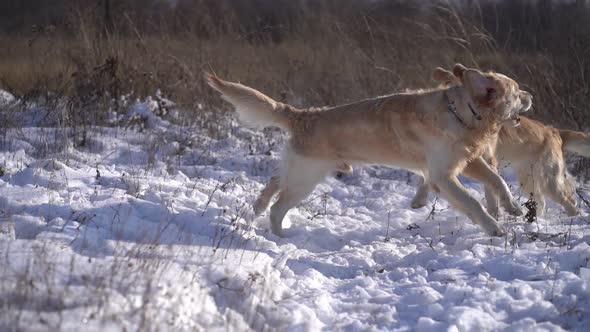 Golden Retriever Dogs on Snowy Field