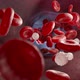 Red and White Blood Cells and in Vein - VideoHive Item for Sale